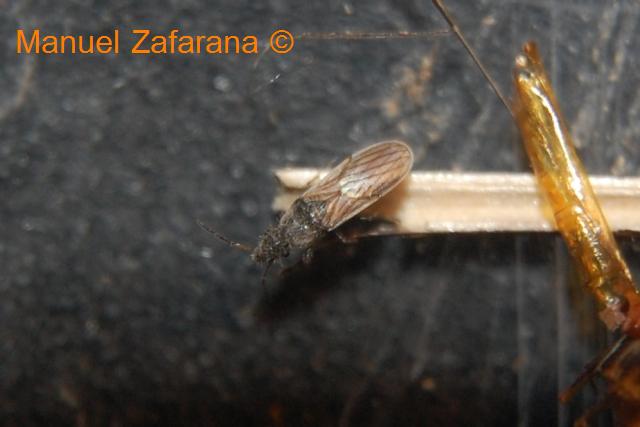 Lygaeidae di 4-5 mm: Microplax cf. interrupta in Sicilia